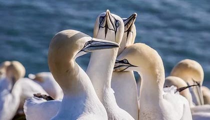 世界杯客户端安装-CBA休赛期 各队引援补强冲击季后赛