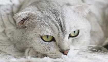 世界杯客户端安装-CBA休赛期 各队引援补强冲击季后赛