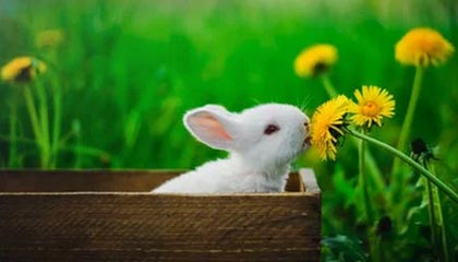 世界杯客户端安装-CBA休赛期 各队引援补强冲击季后赛